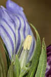 Catesby's gentian